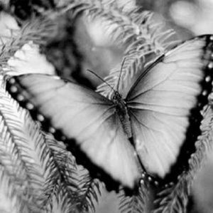 Meet your Posher, JustKia40